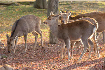 奈良公園の鹿