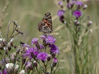 A butterfly rests on flowers at nature reserve Reserva Florofaunistica de Rincón del Este, in Villa de Merlo, San Luis, Argentina.
