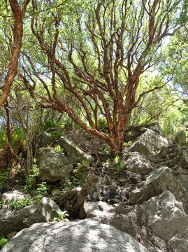A tabaquillo tree at Reserva Florofaunistica reserve in Villa de Merlo, San Luis, Argentina.