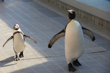 Obraz premium 連れ立って歩く二種類のペンギン