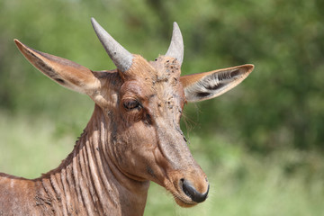 Leierantilope oder Halbmondantilope / Common Tsessebe / Damaliscus lunatus...