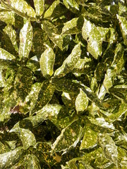 斑入りのアオキ(宮城県)