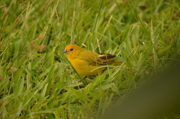 bird on grass
