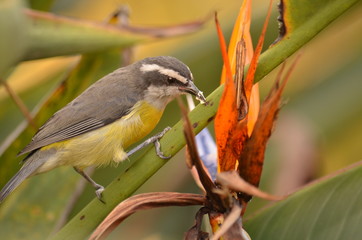 bird on a branch