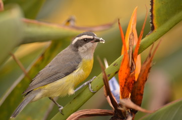 bird on a branch