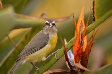 bird on a branch