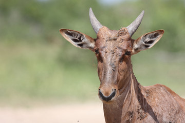 Leierantilope oder Halbmondantilope / Common Tsessebe / Damaliscus lunatus...