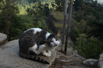 gato en ciudad perdida