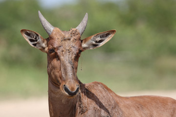 Leierantilope oder Halbmondantilope / Common Tsessebe / Damaliscus lunatus...