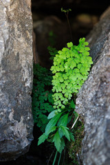 A fern (Adiantum capillus-veneris) at the Pasos Malos river. Villa de Merlo, San Luis, Argentina