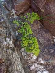 A fern (Adiantum capillus-veneris) at the Pasos Malos river. Villa de Merlo, San Luis, Argentina