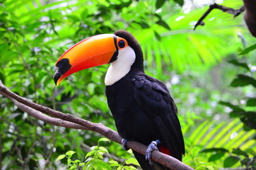 toucan on a branch