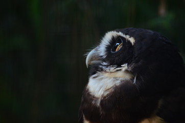 portrait of an owl