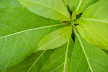 Top view of fresh green leaves for background and copy space, wallpaper, abstract