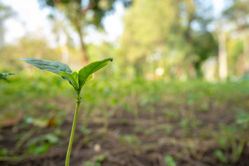 Closeup fresh small seedling growing on ground with blurred seedlings background with copy space