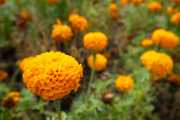 Beautiful orange marigolds flower on blurred vibrant color flowers and green bush background and copy space