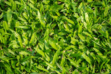 Top view of fresh big green grass with sunlight on ground in public park for background and copy space, wallpaper