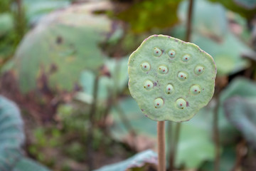 Natural green lotus seed pods blossom
