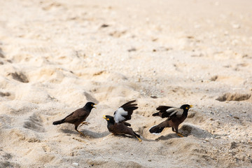 Obraz premium birds on beach