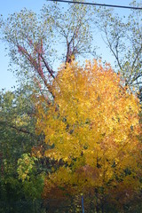 Yellow tree fall
