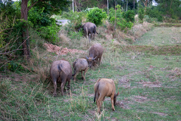 Buffalo buffalo eating grass