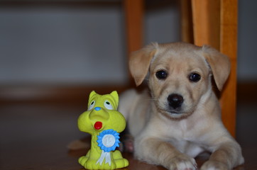 golden retriever puppy