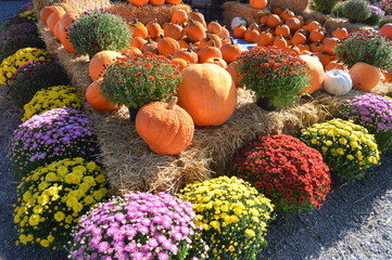 pumpkins and mums