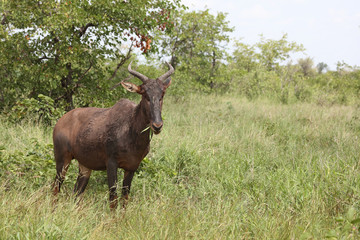 Leierantilope oder Halbmondantilope / Common Tsessebe / Damaliscus lunatus