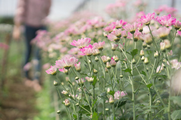 Obraz premium pink of chrysanthemum flower