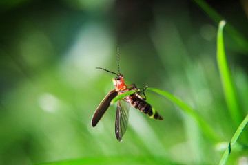 Firefly on a stalk of grass