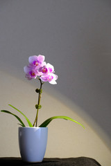 orchid flower isolated