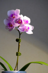 orchid flower isolated