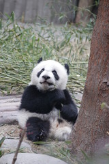 Little Baby Panda Cub in the Playground, Chengdu, China