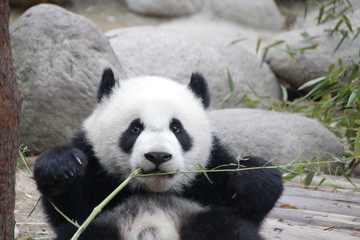 Fototapeta premium Little Baby Panda Cub is Learning to Eat Bamboo Stick, Chengdu, China