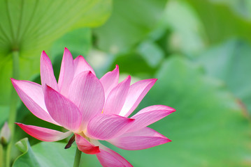 Obraz premium blooming lotus flower in summer pond with green leaves as background