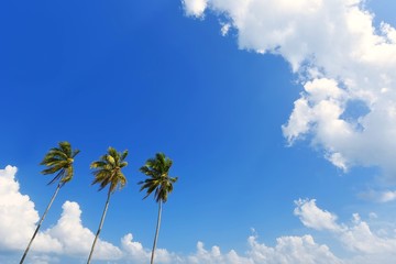 Fototapeta na wymiar Coconut trees on tropical beach with blue sky background