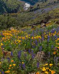 Colorfull wildflowers adorn the slopes of the inner Salt River Canyon. East central Arizona.