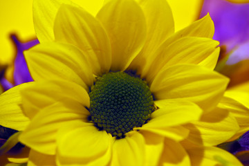 Flowers and plants in a botanical garden
