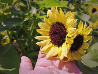 Close-up Hand Holding Sunflowers with Selective Focus