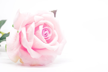 Artificial sweet pink rose for decoration on white background with soft tone image