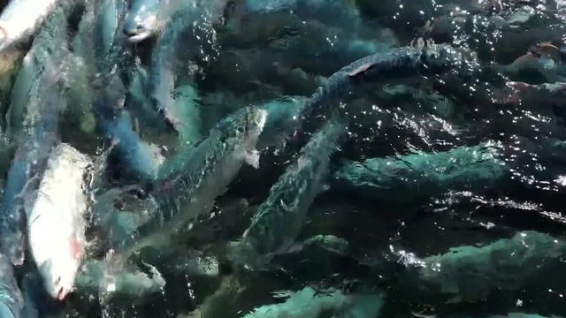 Salmon swimming on the surface of fish farm