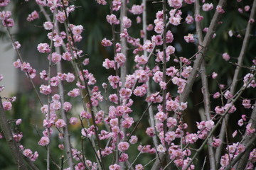 Blurred Photo of Pink Cherry Blossom in Springtime