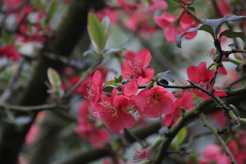 Close up Red Plum Flowers Blooming to Freshen up the summer season