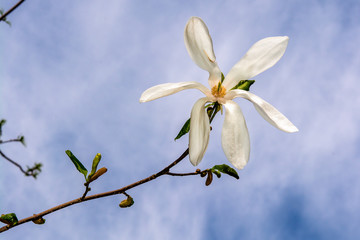 white flower on sky background