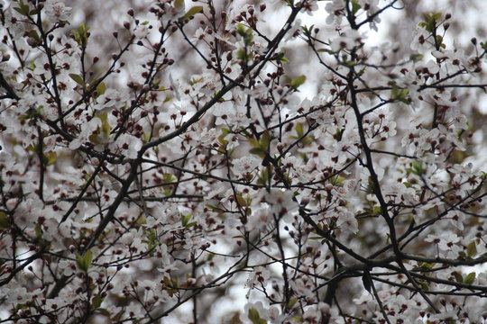 Blurred Photo Of White Cherry Blossom in Springtime