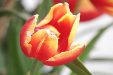 Close up Red and Yellow Tulip Flower