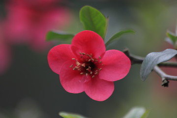 Red Plum Flowers are Blooming in Springtime