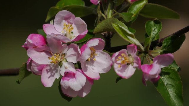 Flowering apple tree. Apple buds closeup. Apple blossom flower.