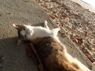 海岸でまったりするタイの野良猫