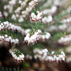 Flowers and plants in a botanical garden